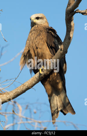 Schwarzmilan (Milvus Migrans) Stockfoto