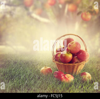 Äpfel in einem Korb Stockfoto