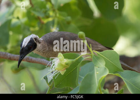 Silber-gekrönter Friarbird (Philemon Argenticeps) Stockfoto