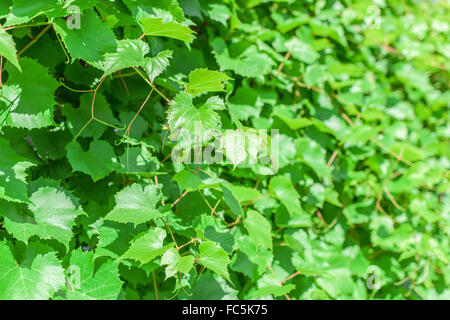 Wildreben Stockfoto