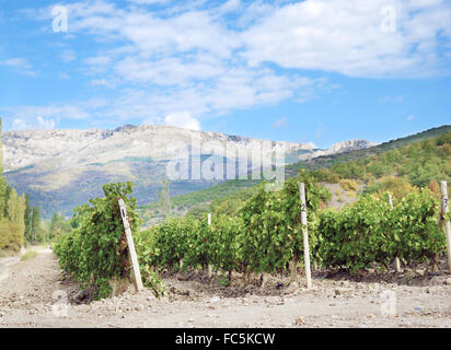 Reihen von Weinstöcken Stockfoto