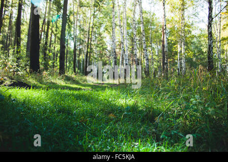 Wald in den frühen Morgenstunden Stockfoto