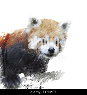 Roter Panda-Aquarell Stockfoto
