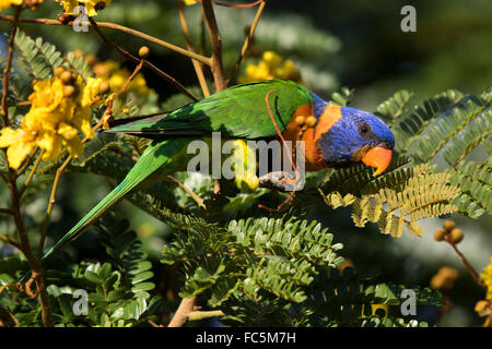 Rot-collared Lorikeet (Trichoglossus Rubritorquis) in ein blühender Baum Stockfoto