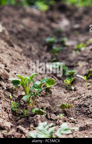 Junge Kartoffeln auf Bodenbedeckung. Pflanze-Nahaufnahme Stockfoto