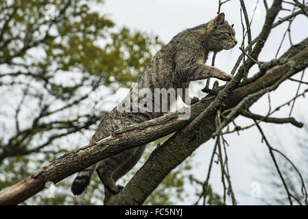 Wildkatze Klettern Stockfoto