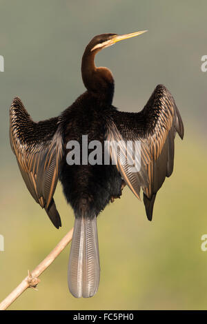 Australasian Darter (Anhinga Novaehollandiae) seine Flügel trocknen Stockfoto