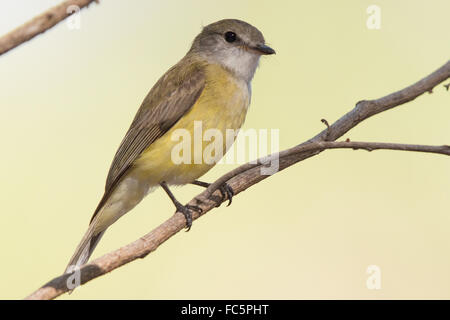 Zitrone-bellied Flyrobin (Microeca Flavigaster) Stockfoto