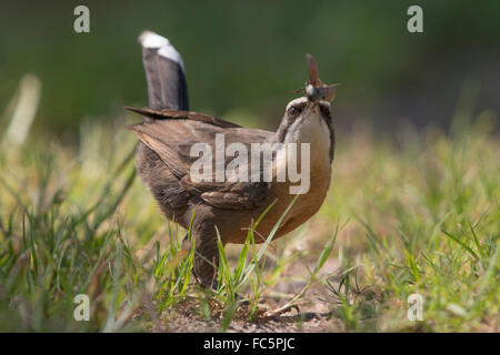 Grau-gekrönter Schwätzer (Pomatostomus Temproalis) fangen eine Motte Stockfoto