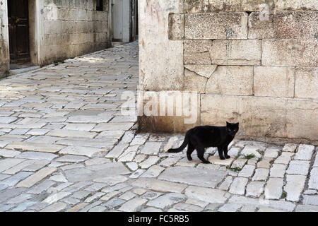 schwarze Katze in der Altstadt von Rovinj Stockfoto