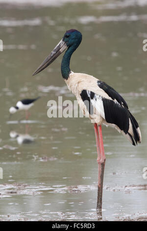 Schwarz-necked Storch (Nahrung Asiaticus) stehen in einem flachen See während einem Gewitter Stockfoto