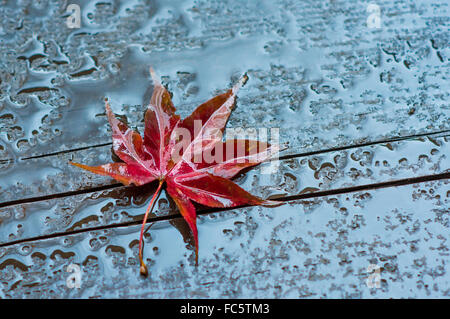 Herbst Blatt auf nassem Untergrund aus Holz Stockfoto