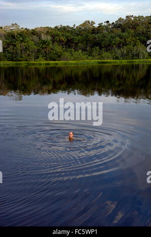Mann, Schwimmen im Amazonas in Ecuador Stockfoto