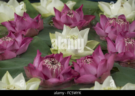 ASIEN-THAILAND-BANGKOK-THOMPSON-HAUS Stockfoto