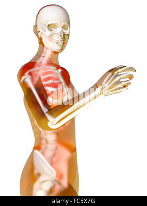 Weibliche Anatomie Stockfoto