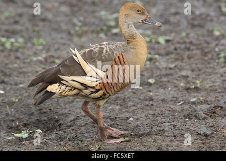 Gefiederte Pfeifen-Ente (Dendrocygna Eytoni) Stockfoto