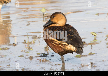 Bummel durch Pfeifen-Ente (Dendrocygna Arcuata) Stockfoto