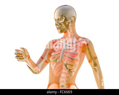 Weibliche Anatomie Stockfoto