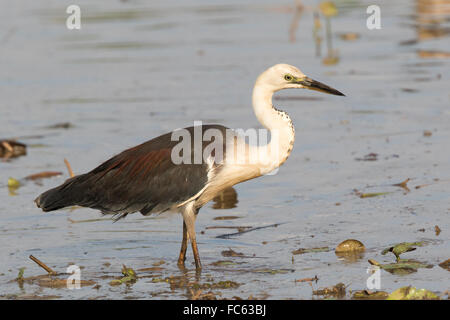 Weiß-necked Reiher (Ardea Pacifica) in einer Seerose-reiche Lagune waten Stockfoto