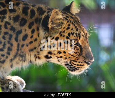 Seitenansicht von einem Erwachsenen weiblichen Amur-Leopard (Panthera Pardus Orientalis) Stockfoto