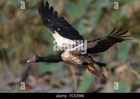 Magpie Goose (Anseranus Semipalmata) im Flug Stockfoto