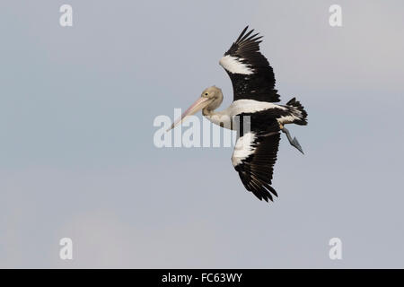 Australischer Pelikan (Pelecanus Conspicillatus) kommen, um zu landen Stockfoto