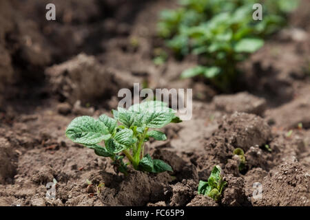 Junge Kartoffeln auf Bodenbedeckung. Pflanze-Nahaufnahme Stockfoto