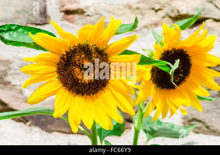 Nahaufnahme, zwei Sonnenblumen Stockfoto