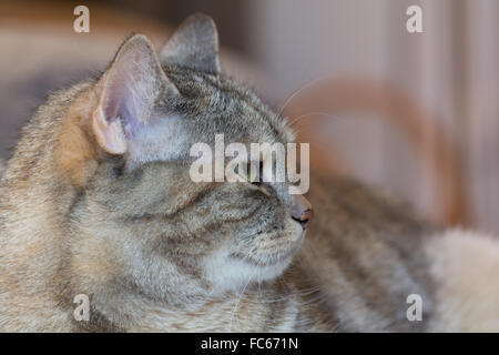 graue Katze zeigt kein Interesse Stockfoto