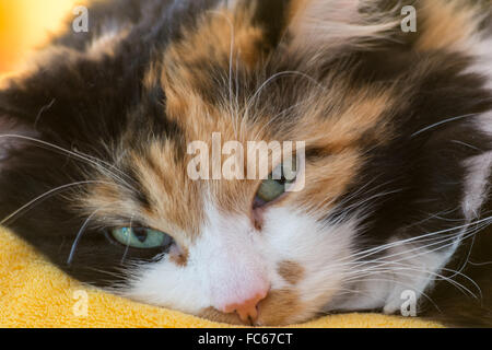 drei farbige Katze - Porträt Stockfoto