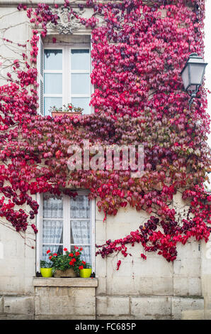 Roter Efeu am Haus in Azay le Rideau, Loiretal, Frankreich Stockfoto