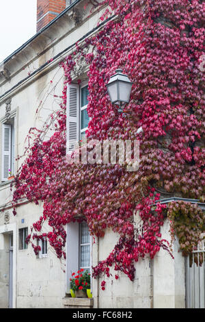 Roter Efeu am Haus in Azay le Rideau, Loiretal, Frankreich Stockfoto
