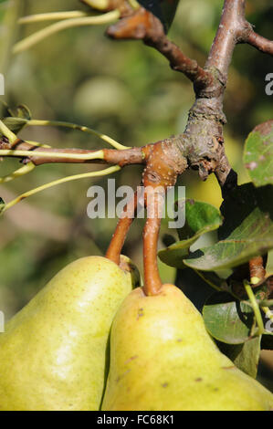 Birne Stockfoto