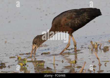 Sichler (Plegadis Falcinellus) Fütterung im seichten Wasser Stockfoto