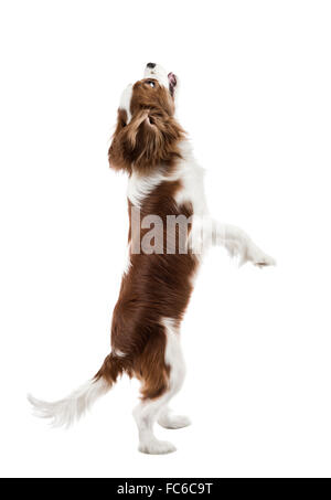 Cavalier King Charles Spaniel Stockfoto