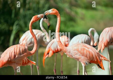 Flamingos - Phoenicopterus ruber Stockfoto