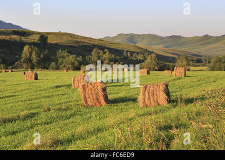 Heuhaufen auf grünen Rasen in den Bergen. Stockfoto