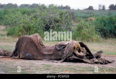 Die ausgetrockneten Aas eines Afrikanischen Elefanten (Loxodonta africana), von wilden Tieren gefressen wurde ist alles, was nach dem Wilderer die prächtigen Säugetier getötet. Die Wilderer entfernt wertvolle Elfenbein der Elefanten Stoßzähne, die dann zu Carver in China, die Kunstwerke, die sich illegal auf dem Weltmarkt verkauft Erstellen geschmuggelt wurden. Jeden Tag schätzungsweise 100 Elefanten in ganz Afrika für ihre Elfenbein auf eklatante Verletzung der internationalen Gesetze geschlachtet werden. Stockfoto