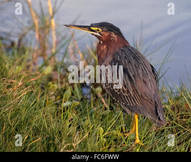 Ein grün Reiher (Butorides Virescens), auch genannt eine grün-backed Reiher, wartet am Rand des Wassers im Everglades Nationalpark in Florida, USA. Einst als eine einzige Art, werden grün-backed Reiher umgegliedert als drei eigenständige Arten anhand ihrer geografischen Standorten. Grün Heron ist in den gemäßigten Zonen Nordamerikas und Süden Sumpfwiesen in Mittelamerika gefunden. Gekerbter Heron (Butorides Striata) und die Galapagos oder Lava Heron (Butorides Sundevalli) sind die anderen beiden Arten in der ehemaligen Grünen unterstützten Reiher Arten enthalten. Stockfoto