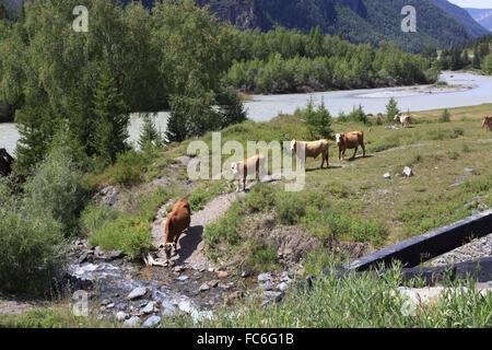 Kühe in der Nähe eines Flusses im Altai-Gebirge. Stockfoto