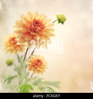 Dahlien-Blumen Stockfoto