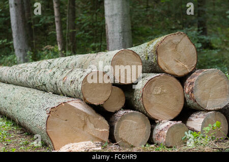 Frisch gefällten Fichten Stockfoto