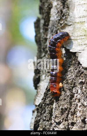 Ziege Motte Stockfoto