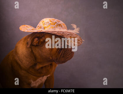 De Bordeaux Dogge Stockfoto