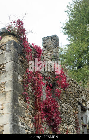 Roter Efeu an der Wand, Azay le Rideau, Loiretal, Frankreich Stockfoto