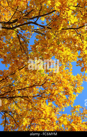 Herbstlaub auf Eiche Stockfoto