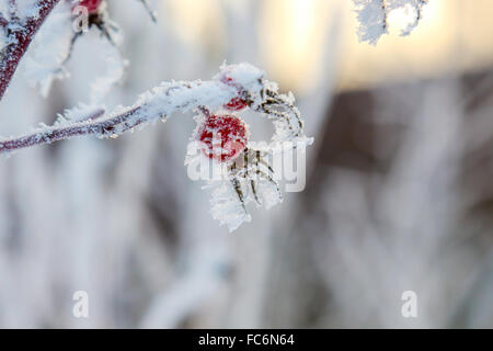 Hundsrose Hüften Frosen auf einem Busch Stockfoto