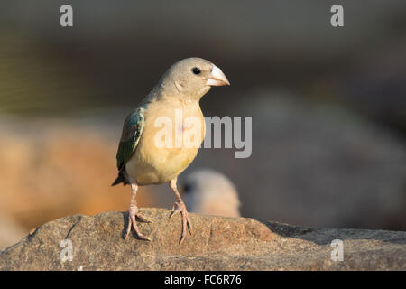 Unreife Prachtfinkenart Finch (Erythrura Gouldiae) Stockfoto