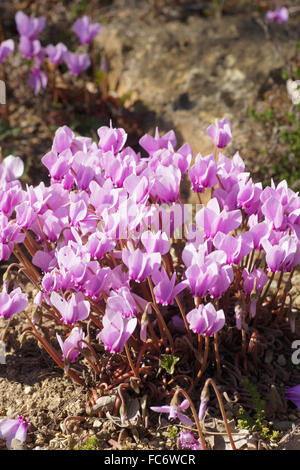 Efeu-leaved persische violett Stockfoto