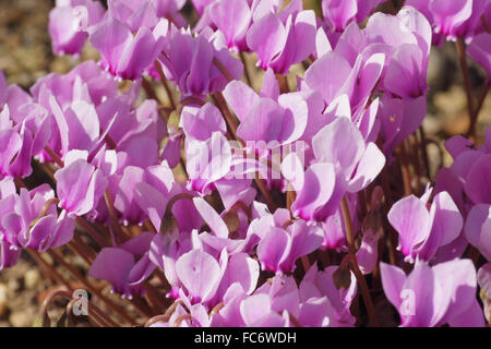 Efeu-leaved persische violett Stockfoto